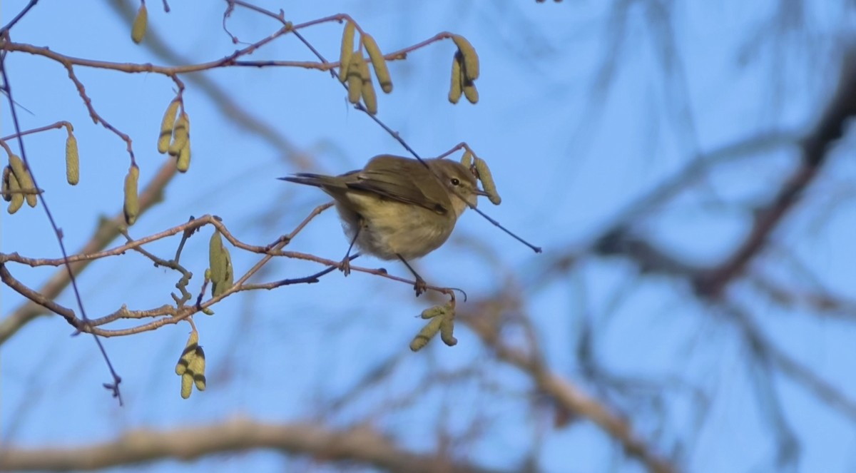 Урианхайн дууч шувуу - ML647238594