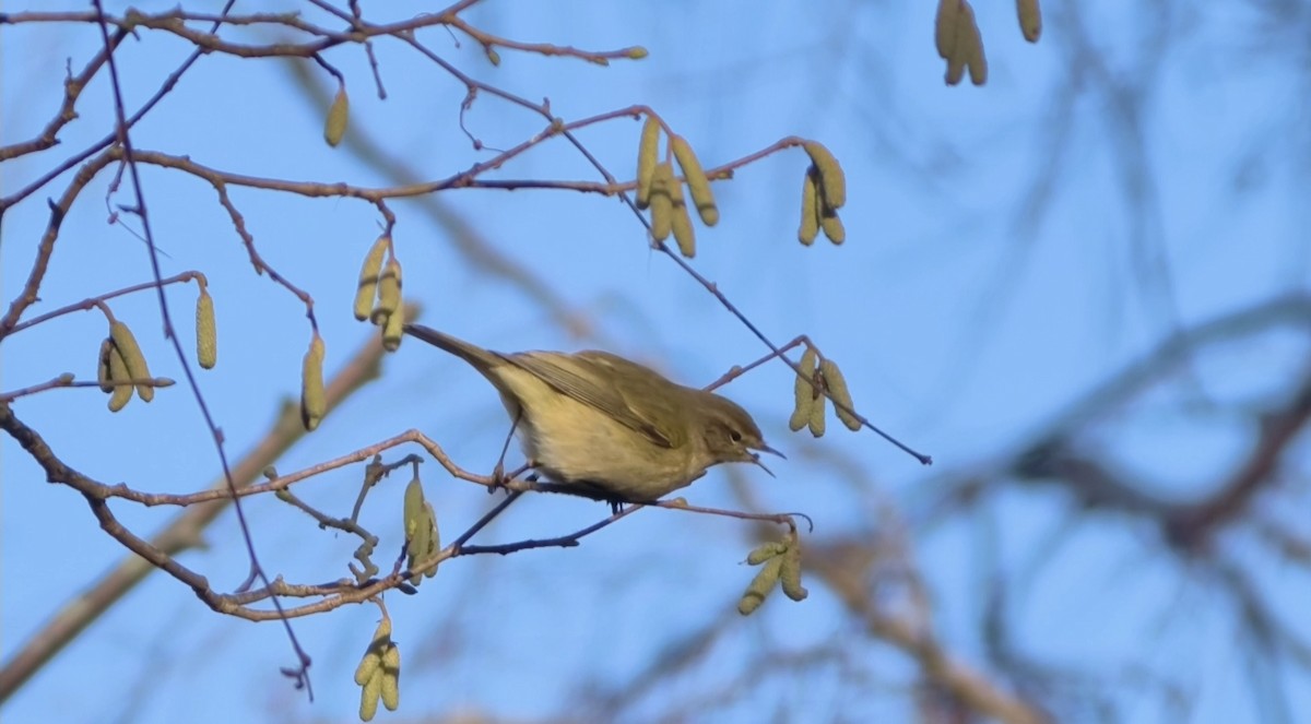 Урианхайн дууч шувуу - ML647238595