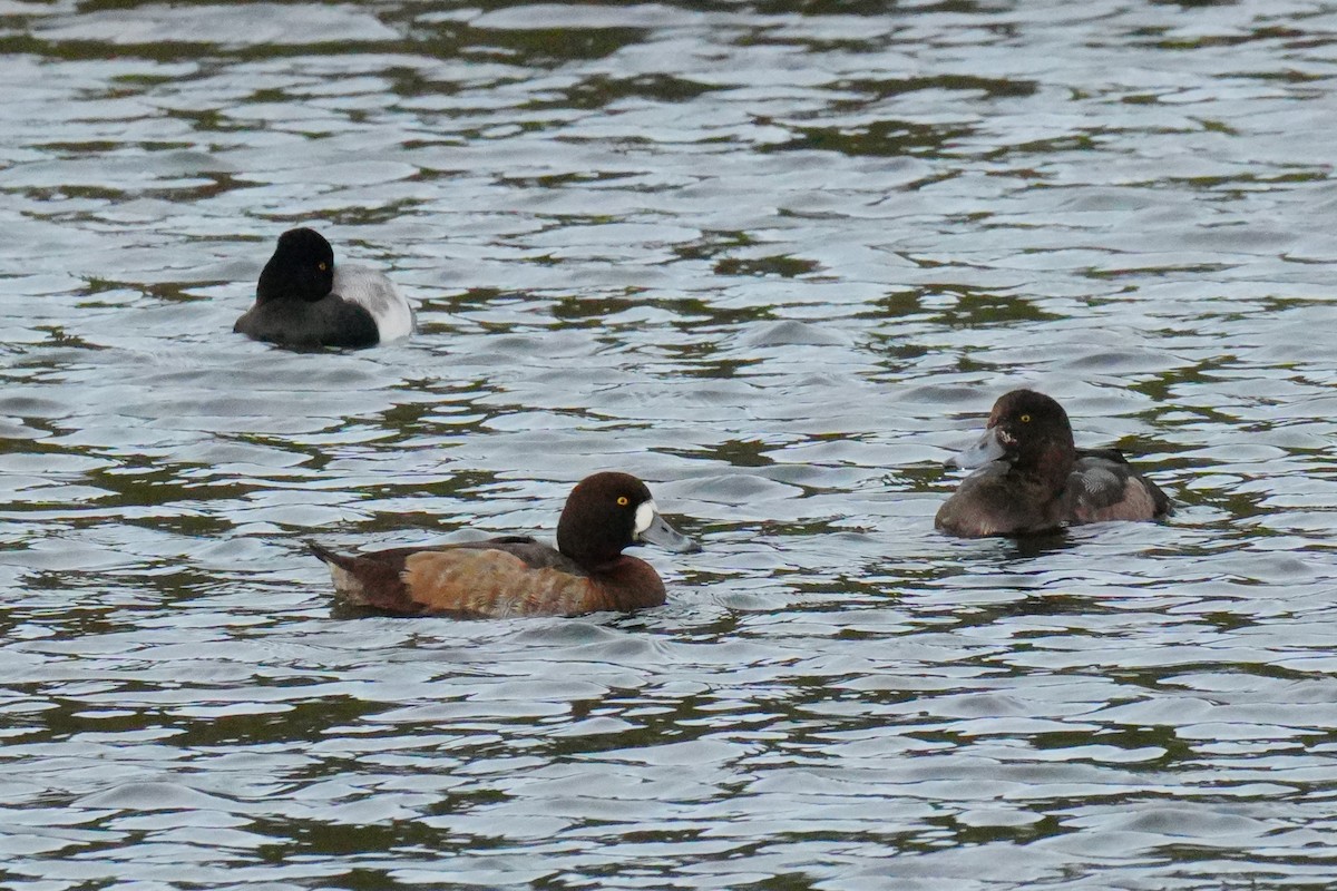 Тэнгисийн шумбуур - ML647238597