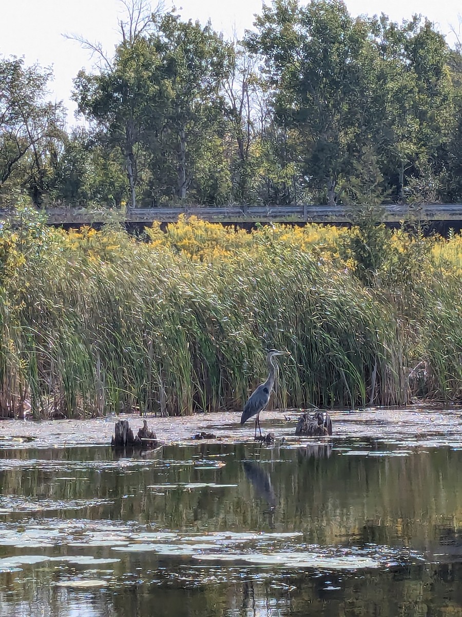 Great Blue Heron - ML647238598