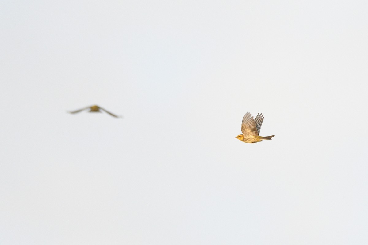 Black-throated Green Warbler - ML647238600