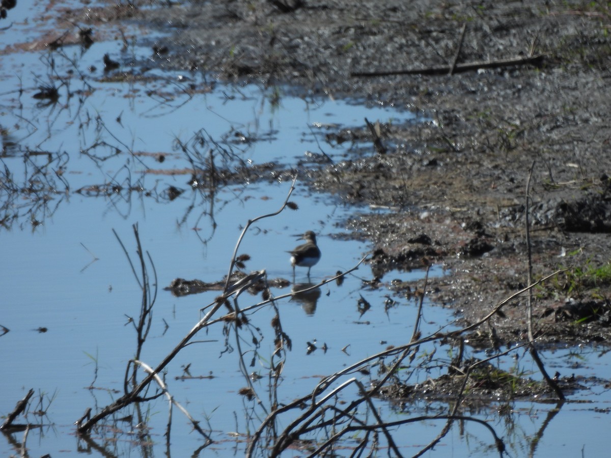 Benekli Düdükçün - ML647238603