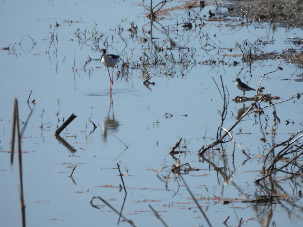 Benekli Düdükçün - ML647238604