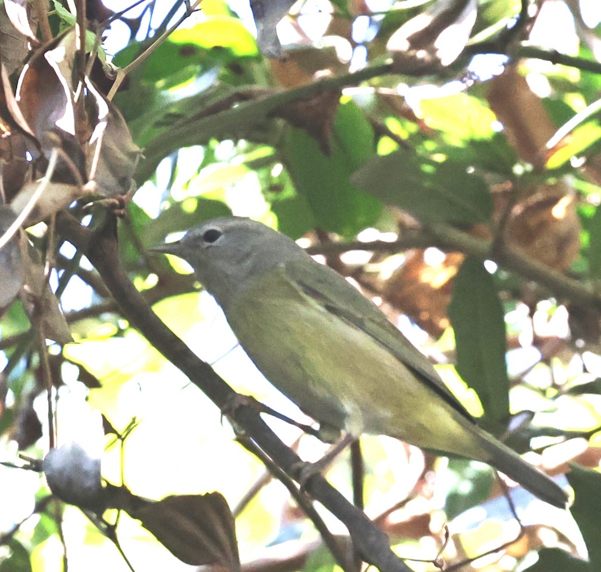 Orange-crowned Warbler - ML647238613