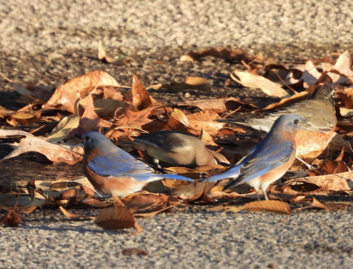 østblåfugl - ML647238616