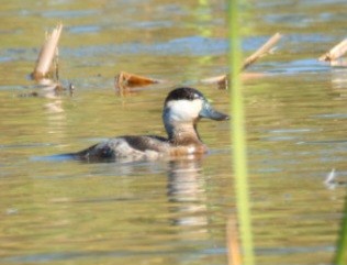 Американская савка - ML647238626