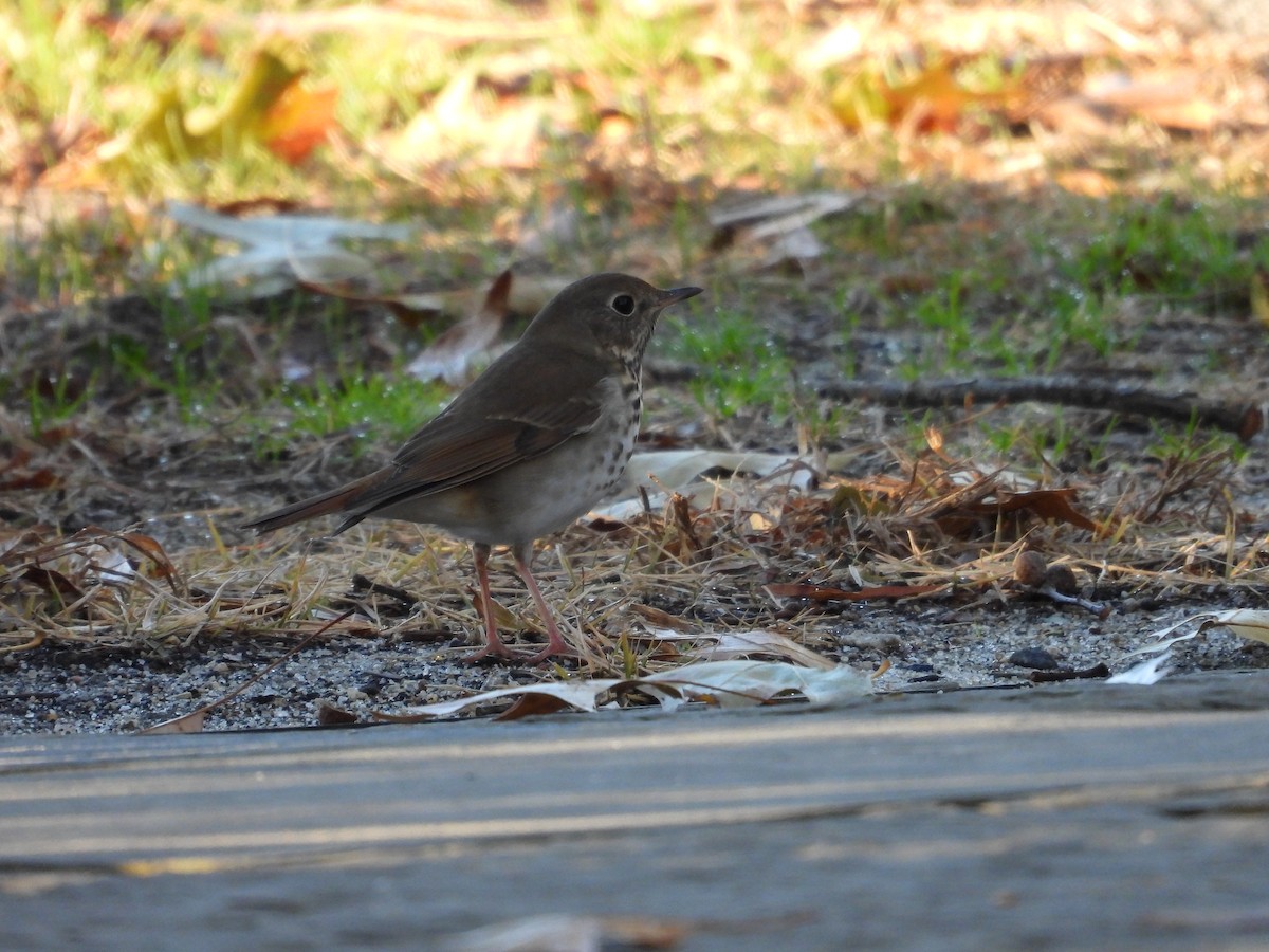 eremittskogtrost - ML647238628