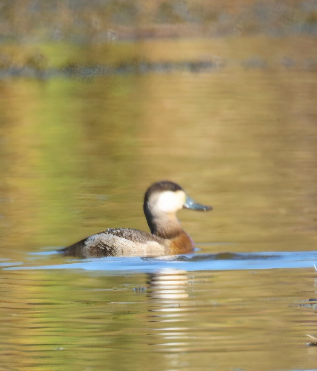 Американская савка - ML647238629