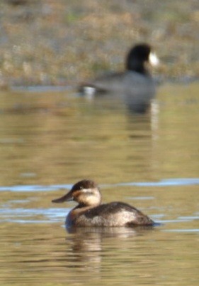 Американская савка - ML647238633