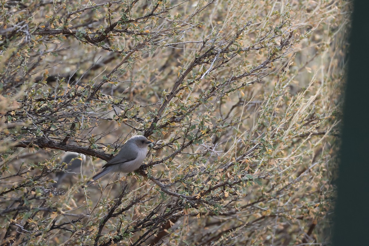 Bushtit - ML647238636