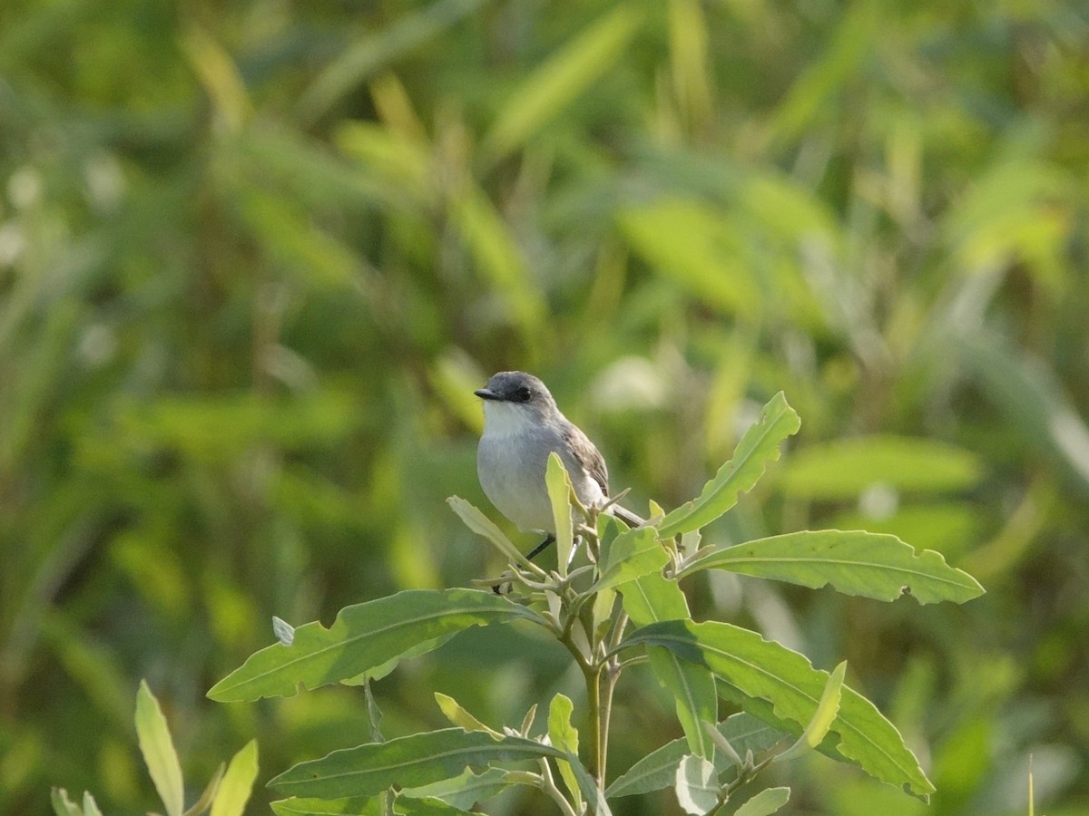 Nehir Tiranületi - ML647238650