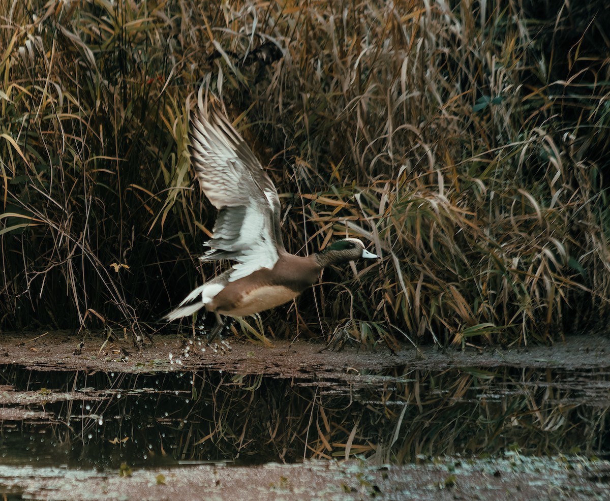 American Wigeon - ML647238651