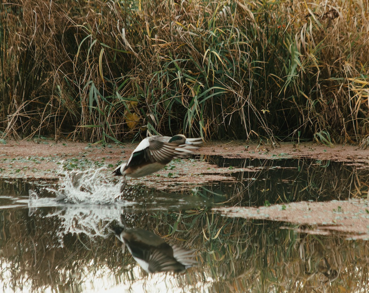 American Wigeon - ML647238652