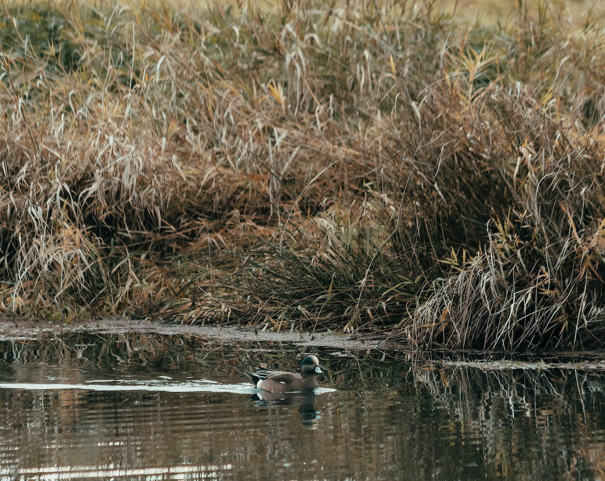 American Wigeon - ML647238653