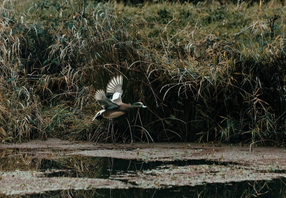 American Wigeon - ML647238654