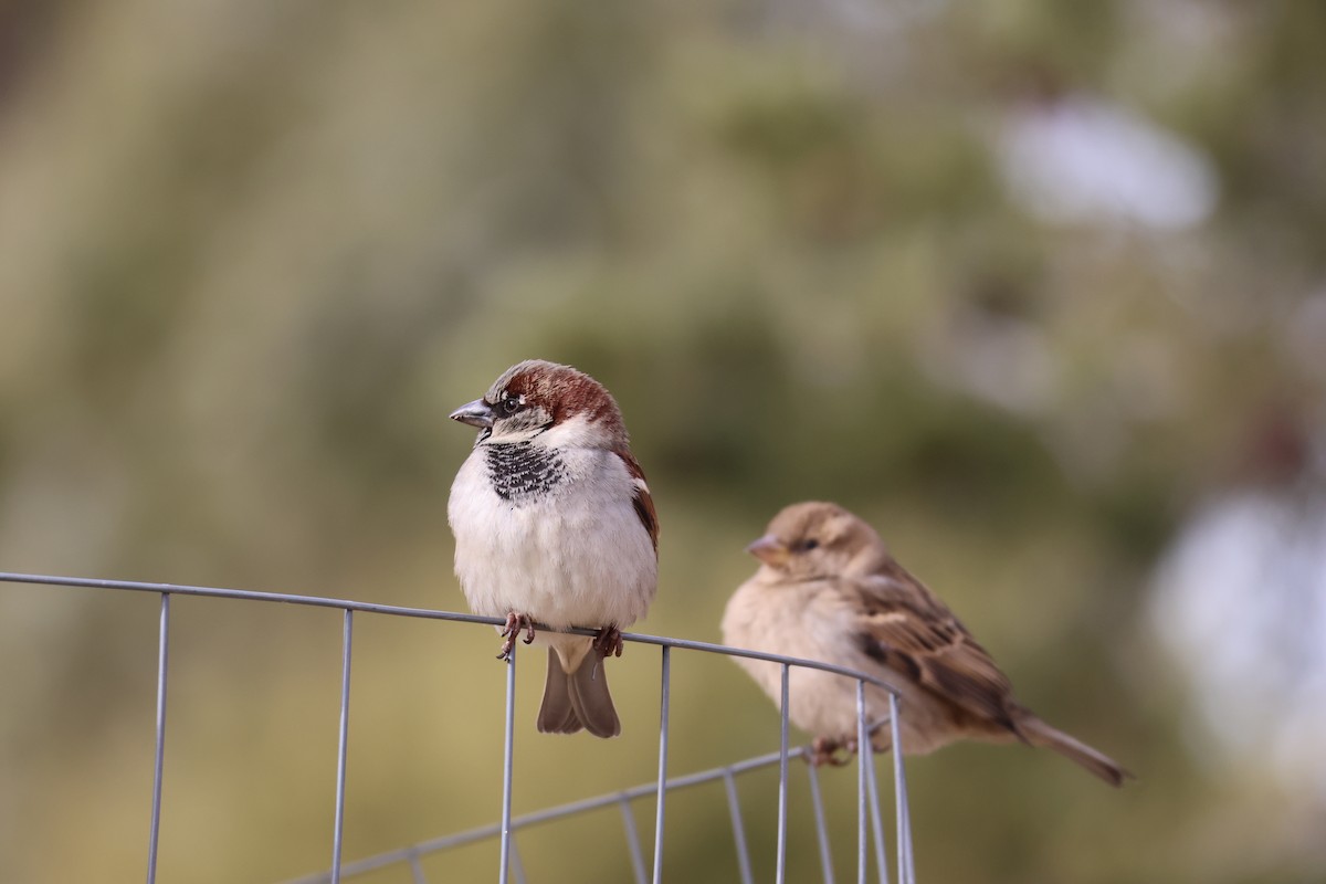 House Sparrow - ML647238665