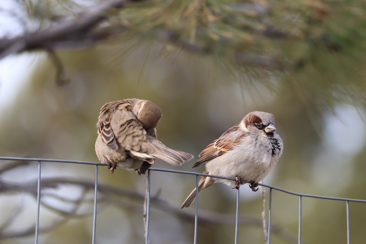 House Sparrow - ML647238666
