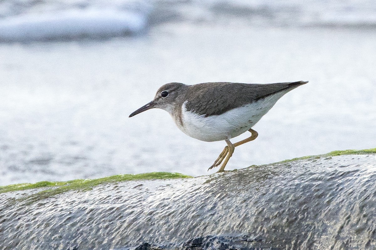 Benekli Düdükçün - ML647238669