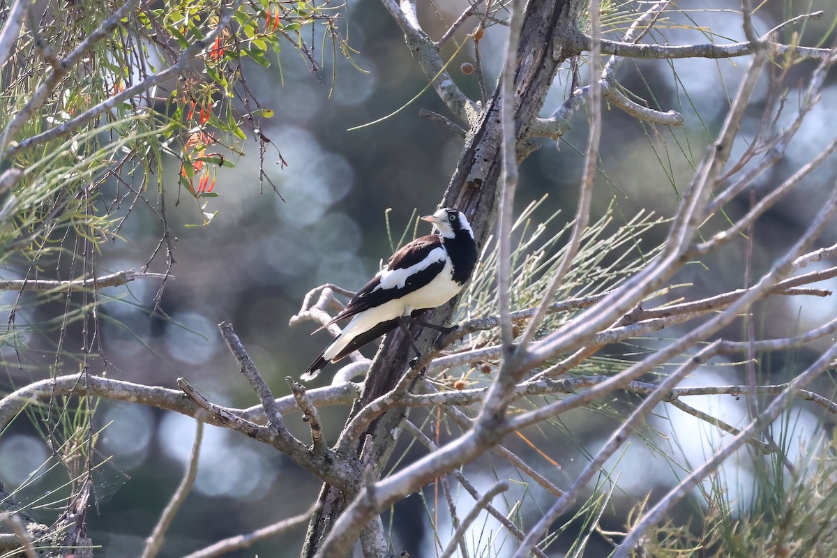 Magpie-lark - ML647238705