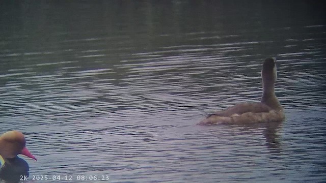 赤嘴潛鴨 - ML647238741