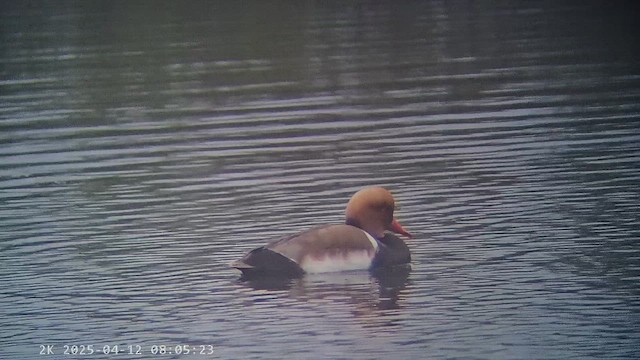 赤嘴潛鴨 - ML647238753