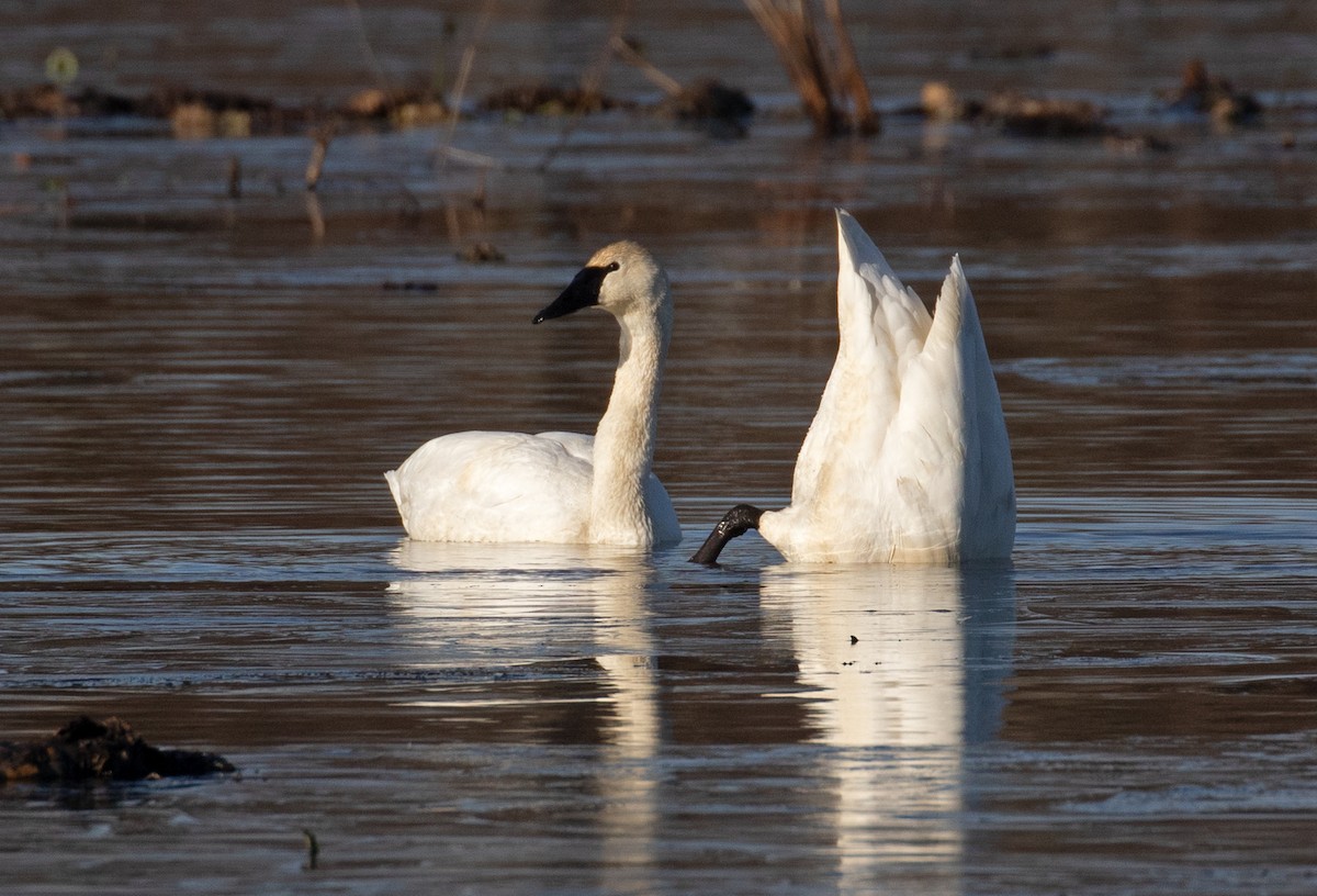 Trumpeter Swan - ML647238755