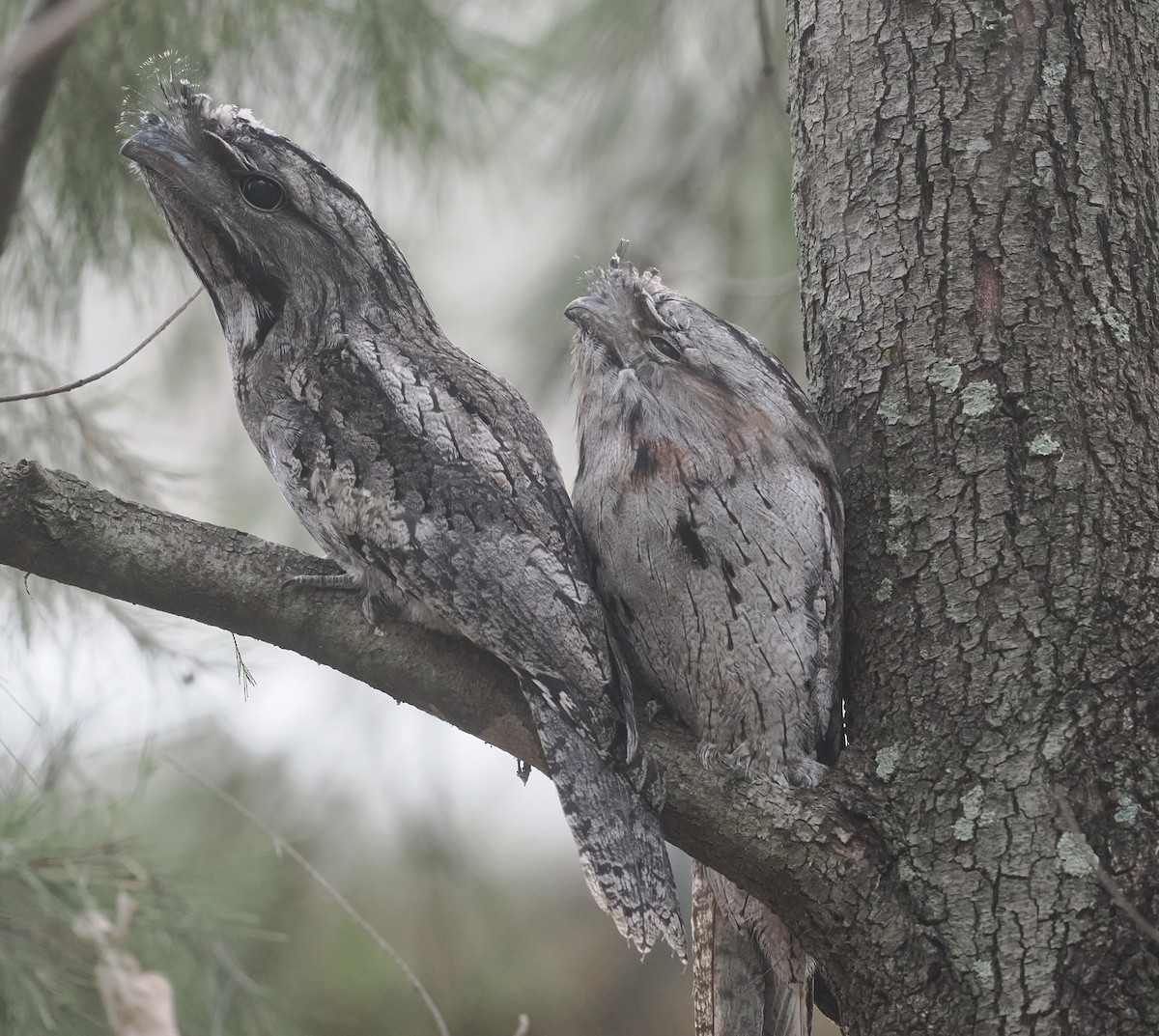 Tawny Frogmouth - ML647238757