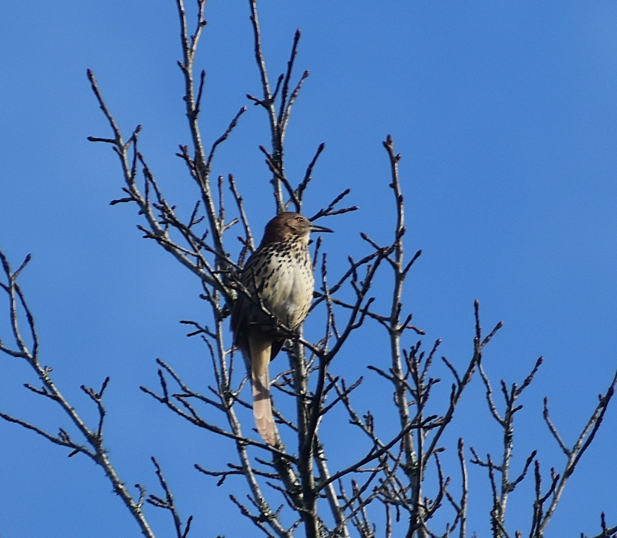 Cuitlacoche Rojizo - ML647238758