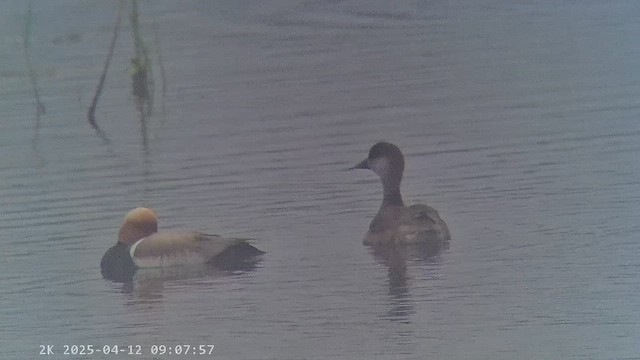 赤嘴潛鴨 - ML647238763