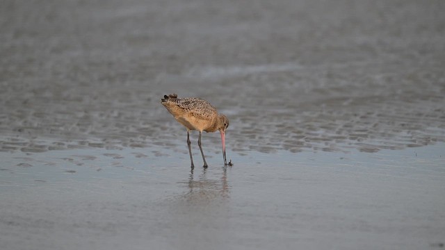 Marbled Godwit - ML647238772