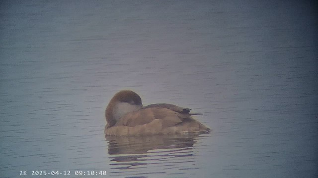 赤嘴潛鴨 - ML647238777