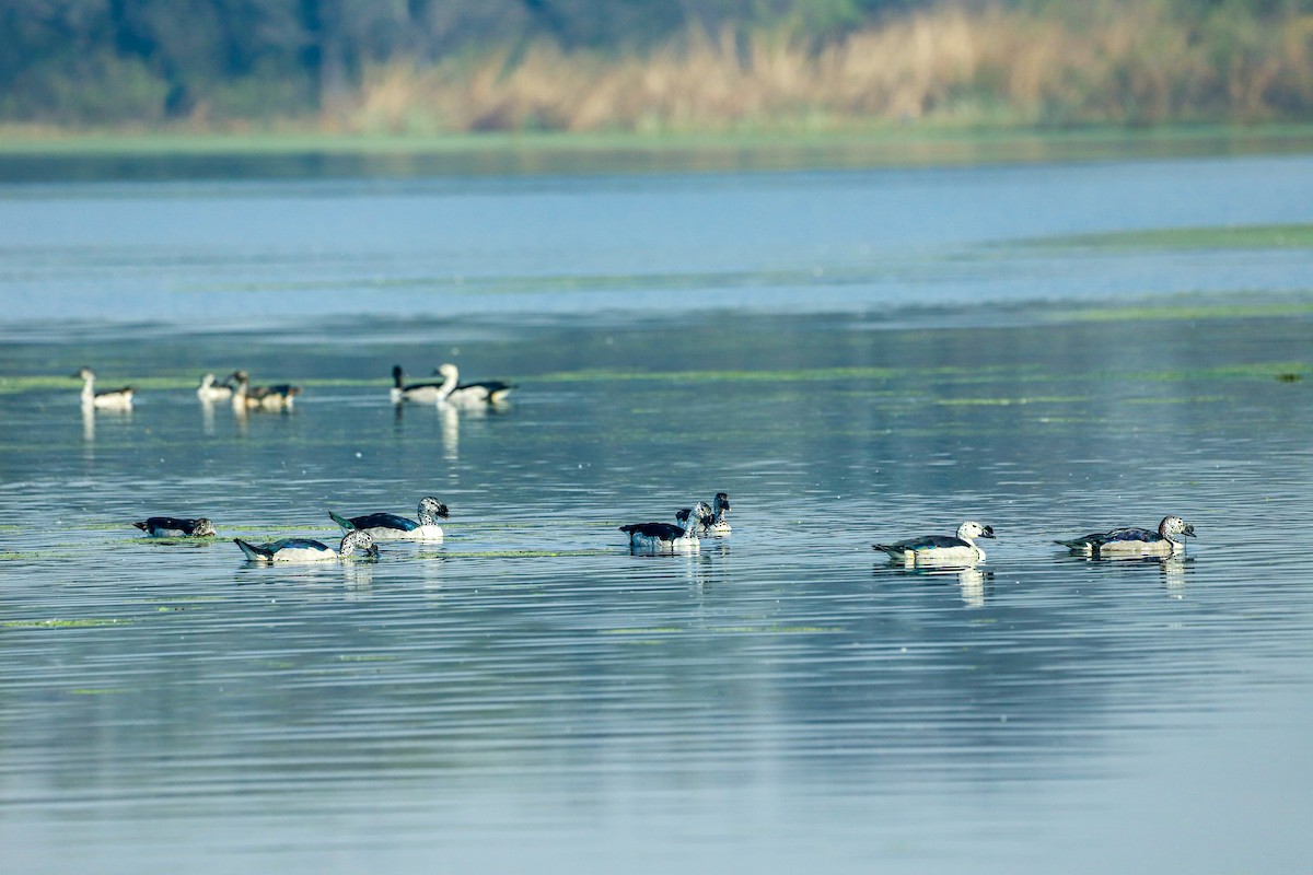 Knob-billed Duck - ML647238793
