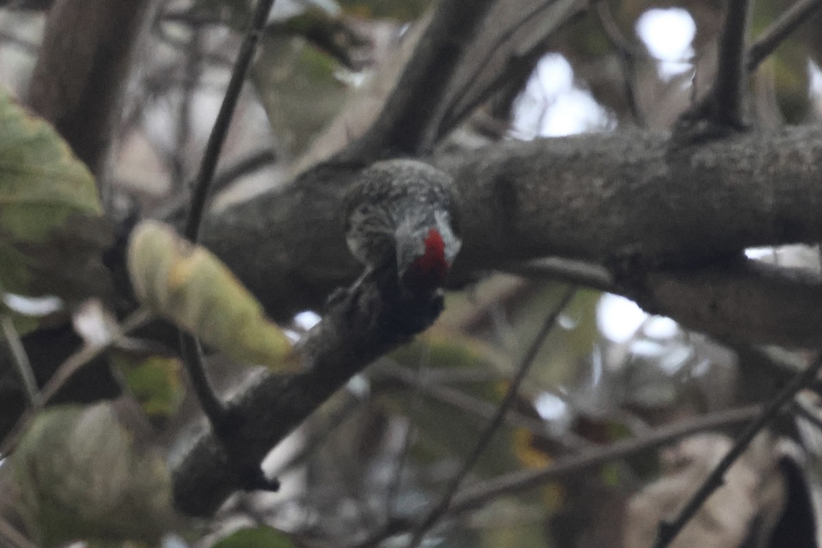 Pito Cardenal - ML647238799