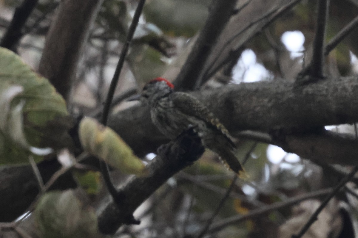 Pito Cardenal - ML647238800