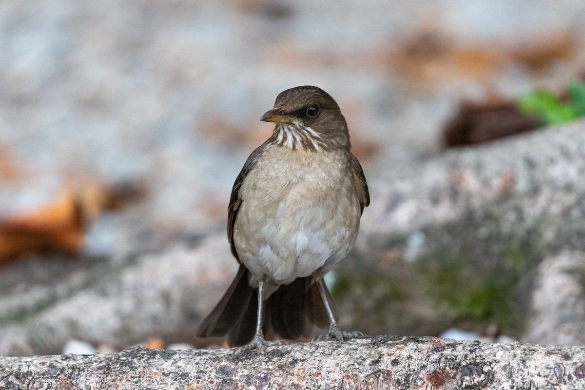 Creamy-bellied Thrush - ML647238803