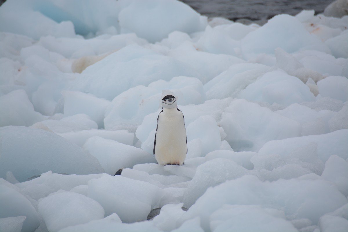 Chinstrap Penguin - ML647238814