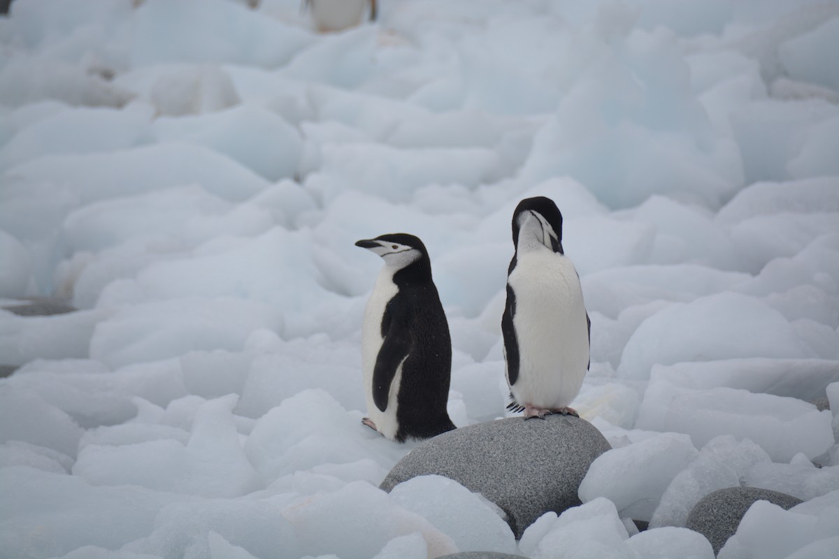Chinstrap Penguin - ML647238815