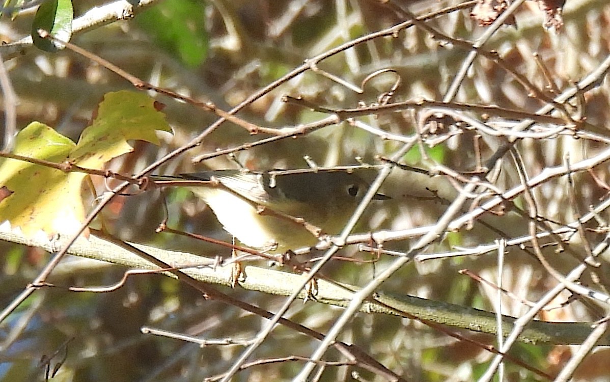 Rubingoldhähnchen - ML647238820