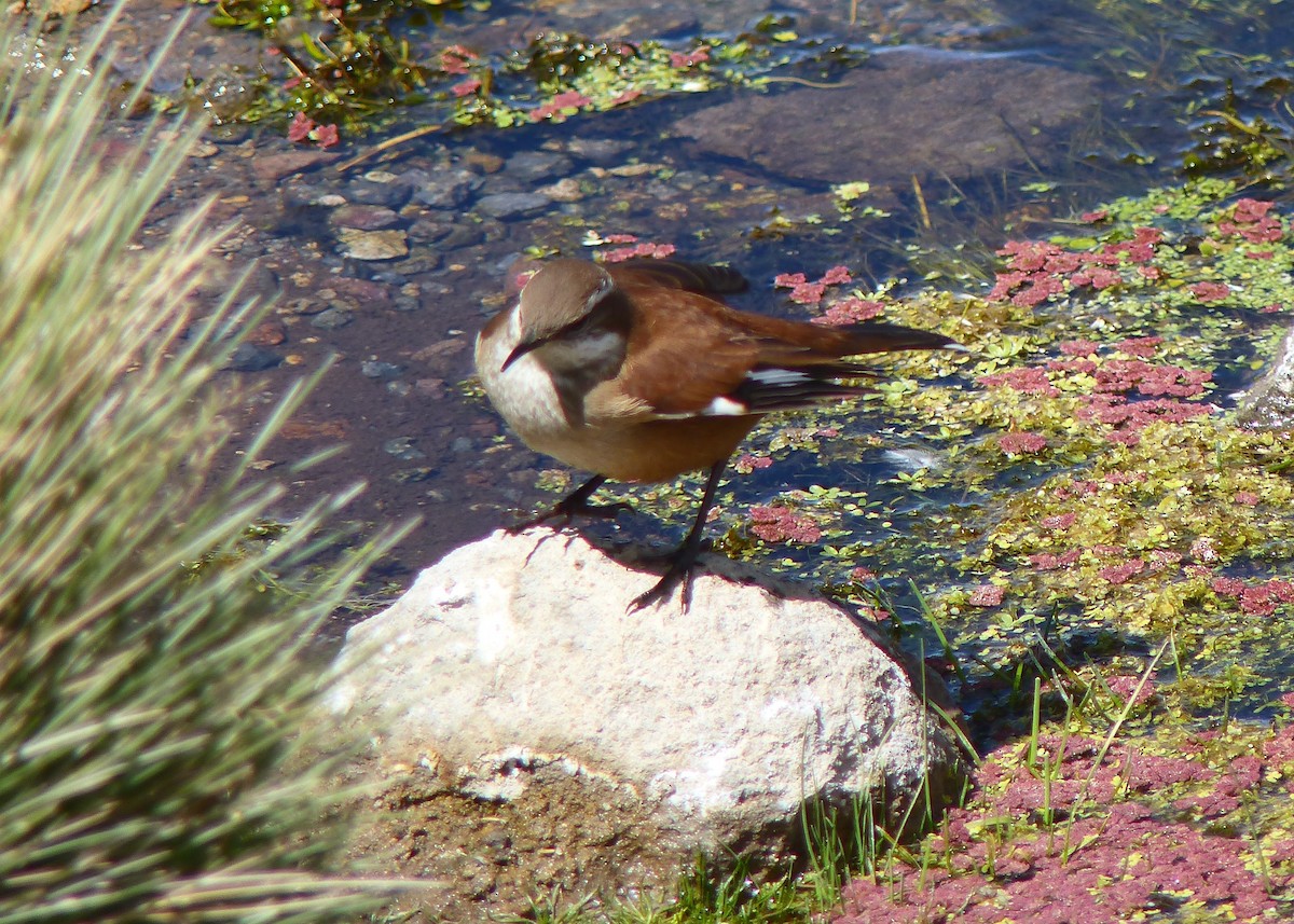 White-winged Cinclodes - ML647238833