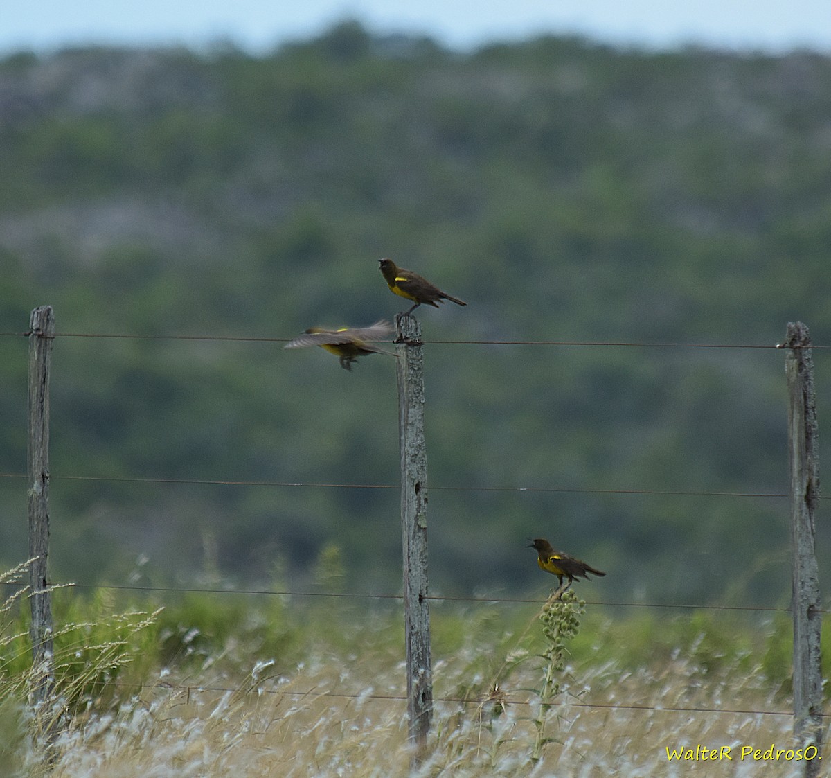 Brown-and-yellow Marshbird - ML647238842