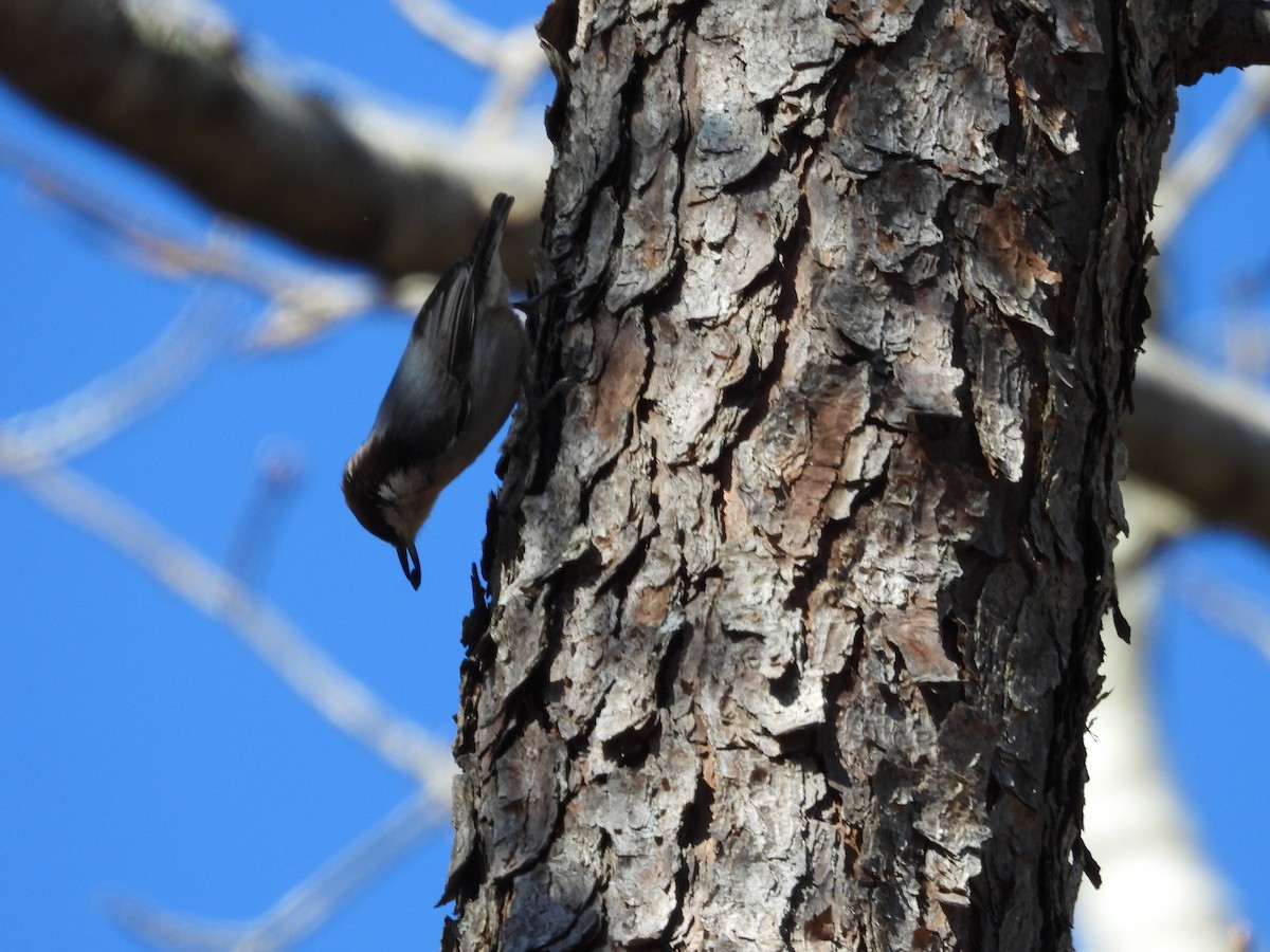 Brown-headed Nuthatch - ML647238844