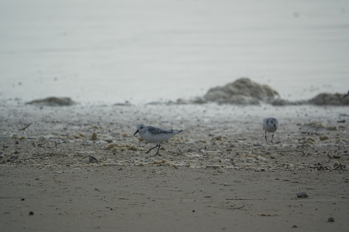 Песчанка - ML647238851