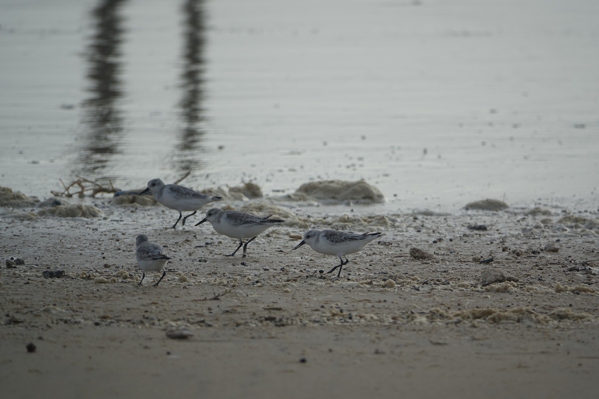 Песчанка - ML647238852