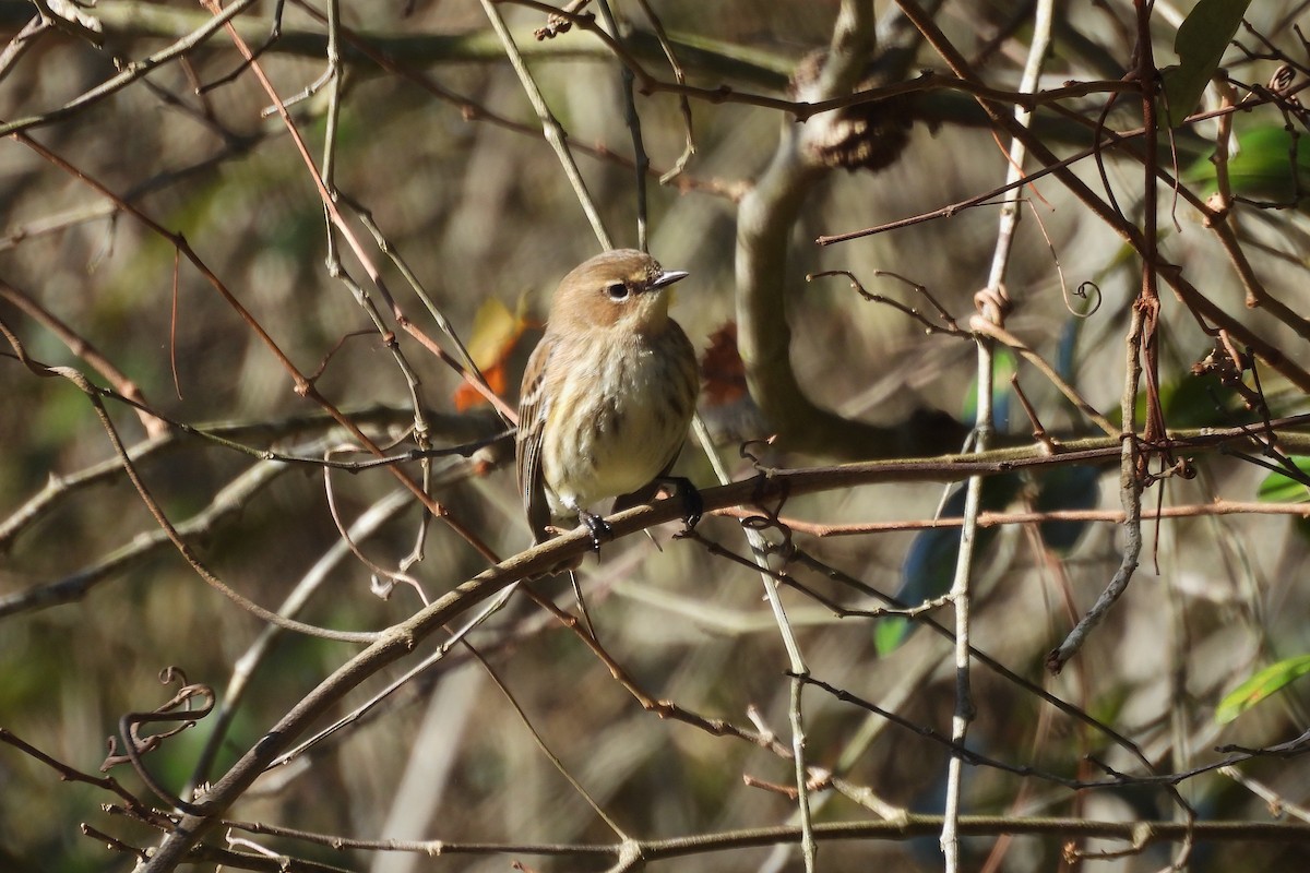 Yellow-rumped Warbler - ML647238866