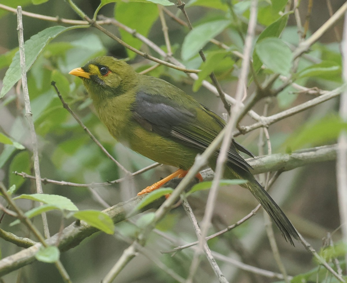 Glockenhonigfresser - ML647238884