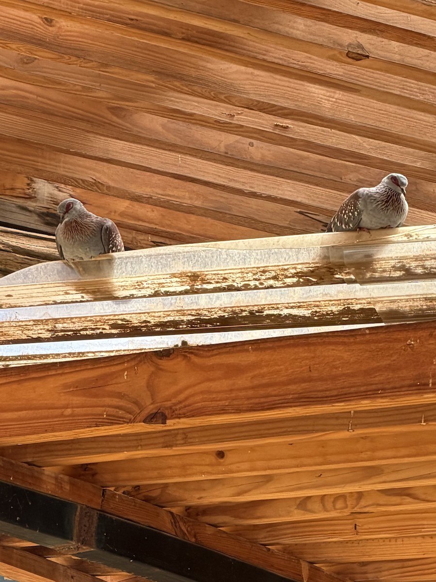 Speckled Pigeon - ML647238891