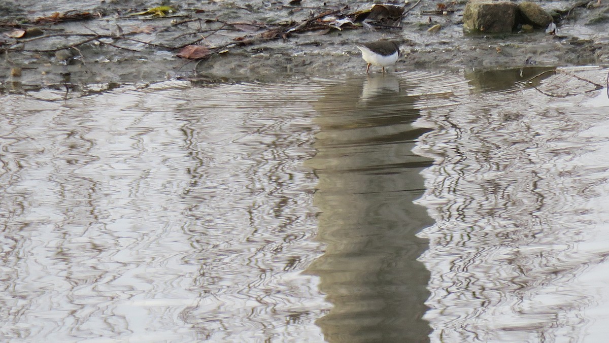 Benekli Düdükçün - ML647238901