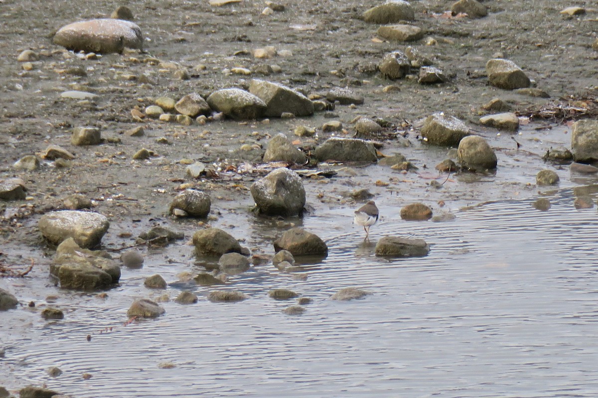 Benekli Düdükçün - ML647238902