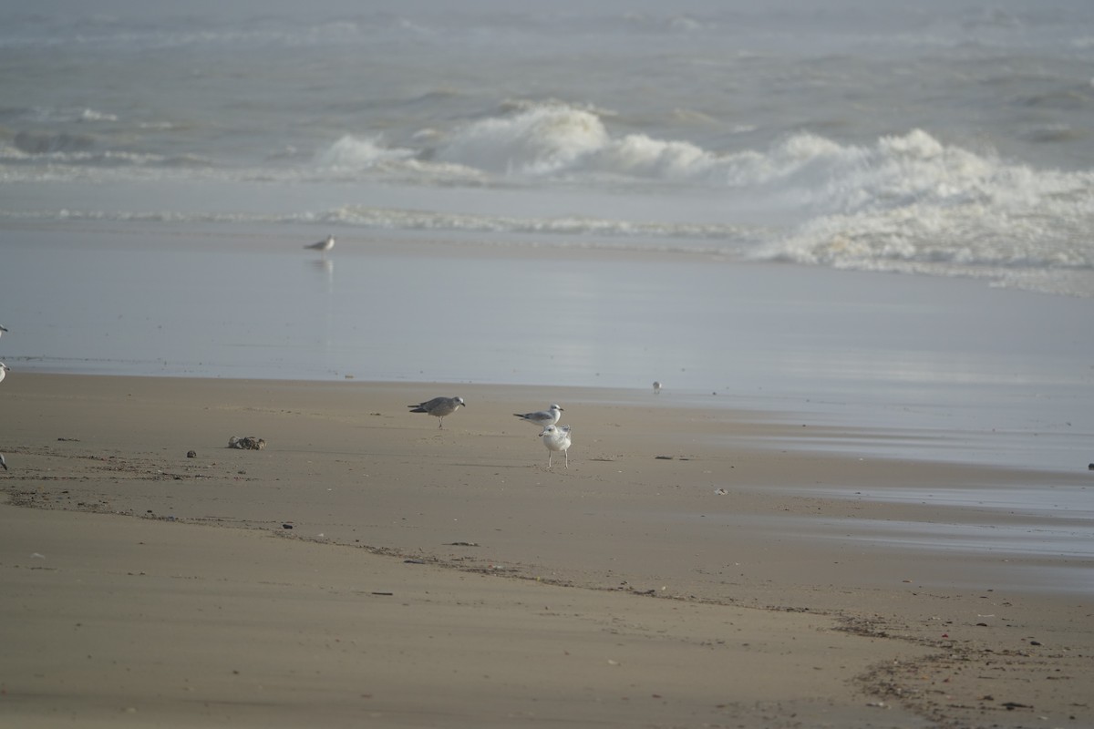 racek černohlavý - ML647238909