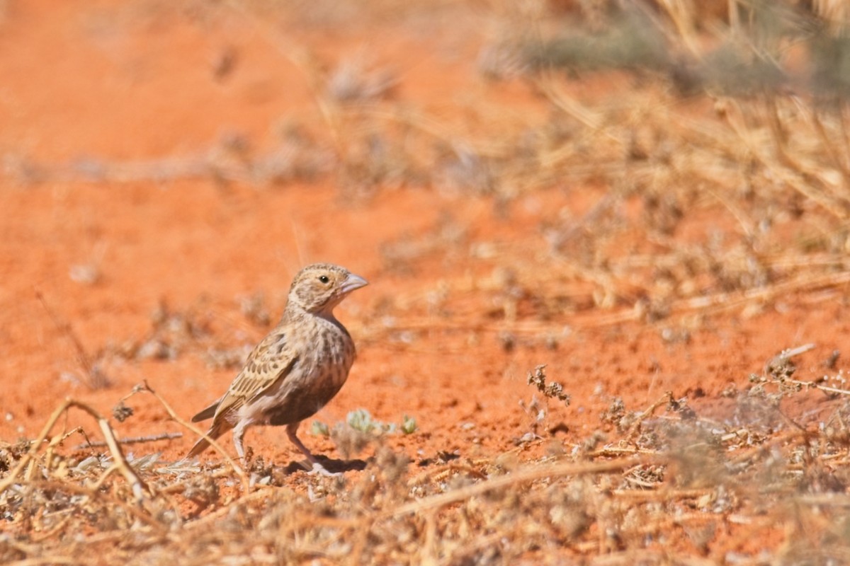 Gray-backed Sparrow-Lark - ML647238921